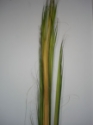 PALM BUD GROWER BUNCH 